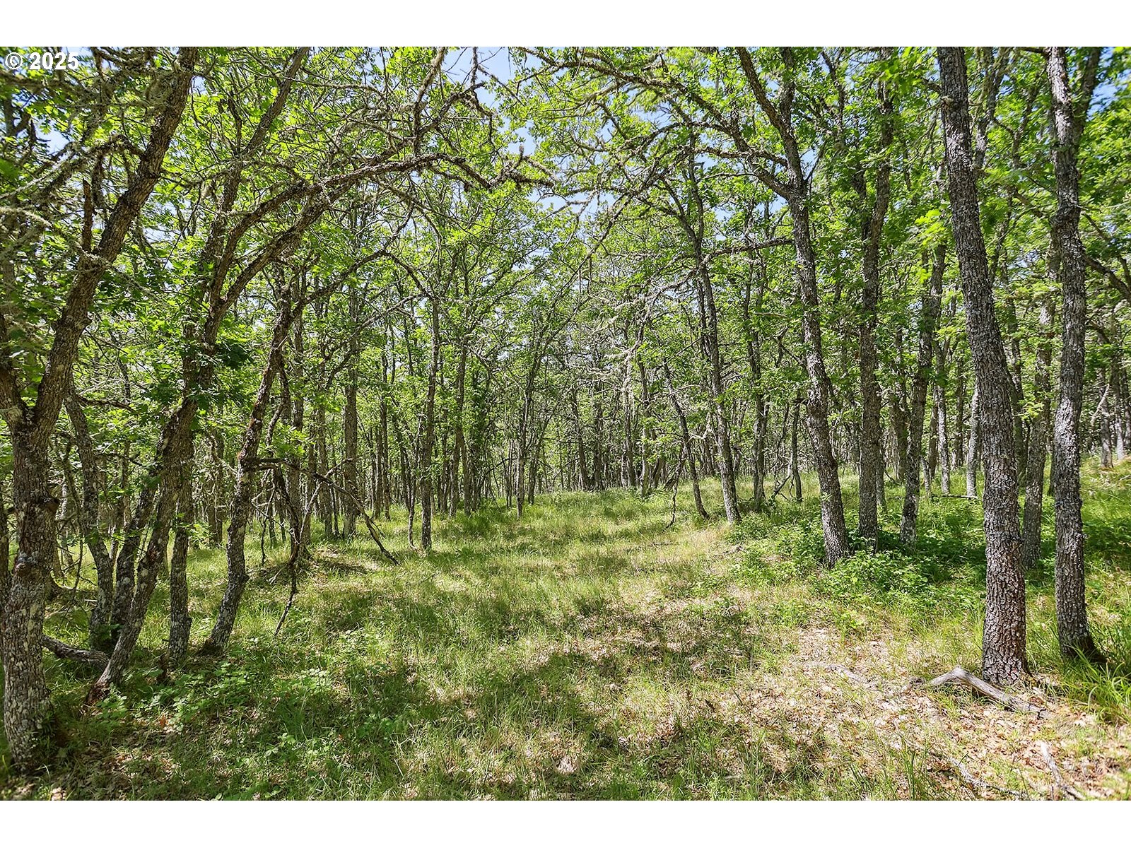 Knoll Ridge Road, Unit 11 Lyle, WA 98635 - Photo 5 of 18 a big yard with lots of green space