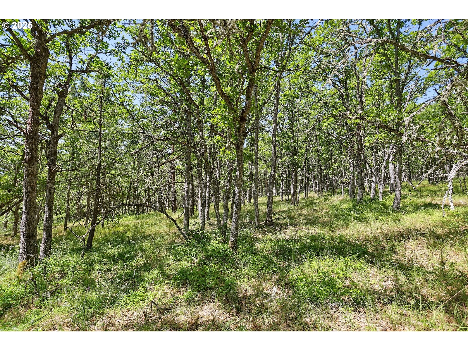 Knoll Ridge Road, Unit 11 Lyle, WA 98635 - Photo 6 of 18 a view of outdoor space and trees