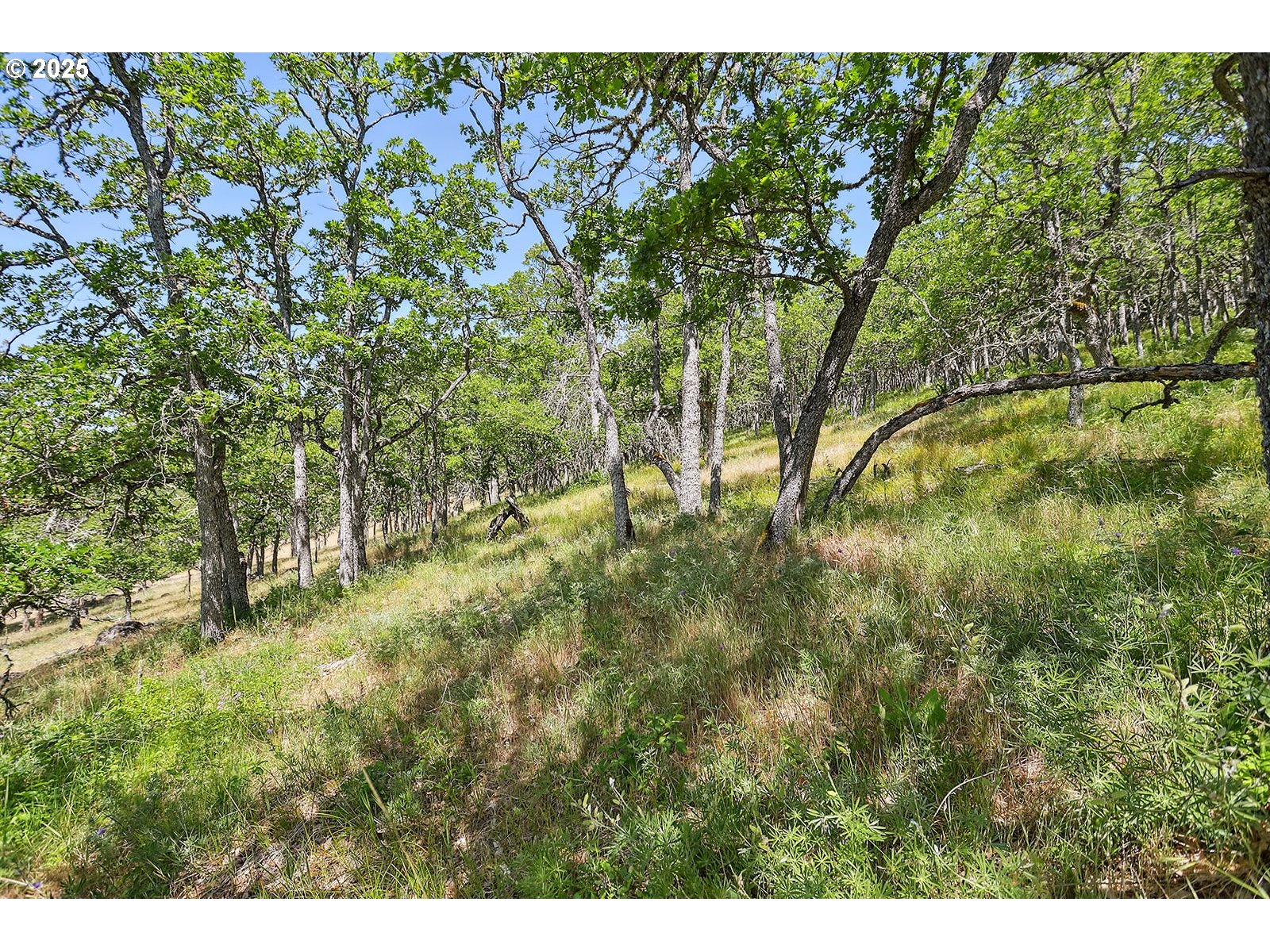Knoll Ridge Road, Unit 11 Lyle, WA 98635 - Photo 8 of 18 a view of a yard with plants and large trees