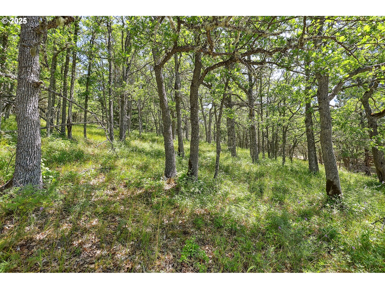 Knoll Ridge Road, Unit 11 Lyle, WA 98635 - Photo 9 of 18 a view of outdoor space and trees
