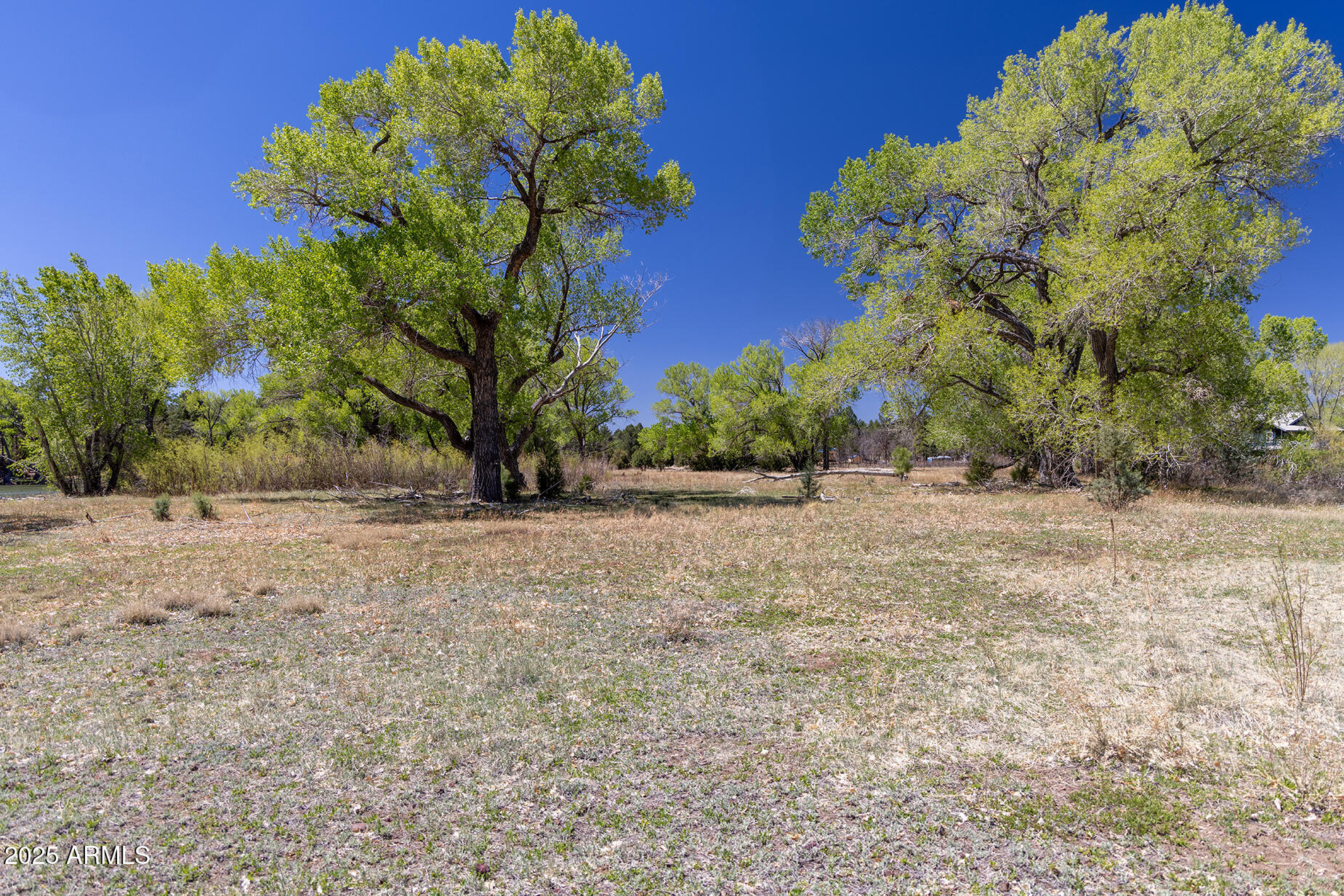 Pinetop-lakeside Larson Road Lakeside, AZ 85929 - Photo 24 of 45 a view of a yard with a tree