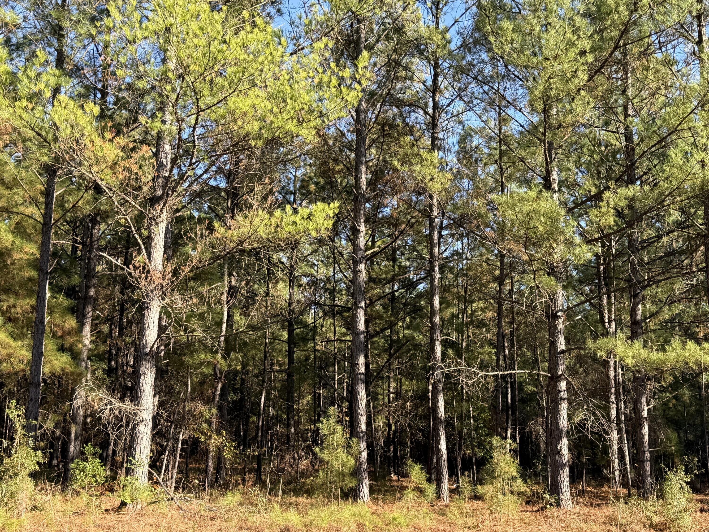 11.5-acres State Park Road Windsor, SC 29856 - Photo 6 of 10