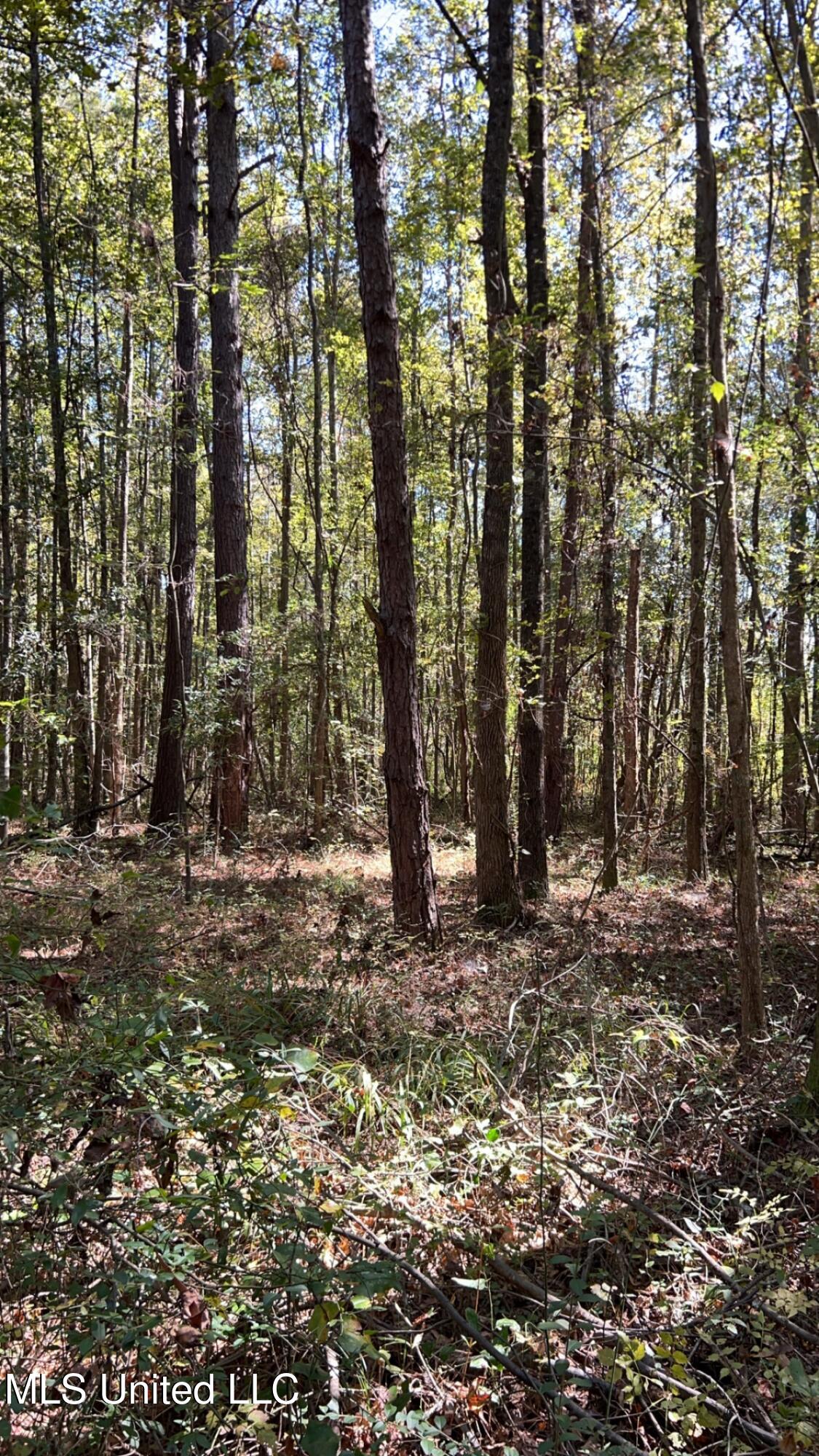 995 Decatur-Conehatta Road Conehatta, MS 39057 - Photo 25 of 28 IMG_6429