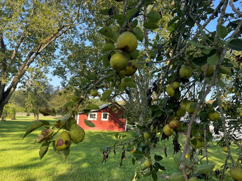 1168 Mitchell Road Meigs, GA 31765 - Photo 37 of 62 Pears