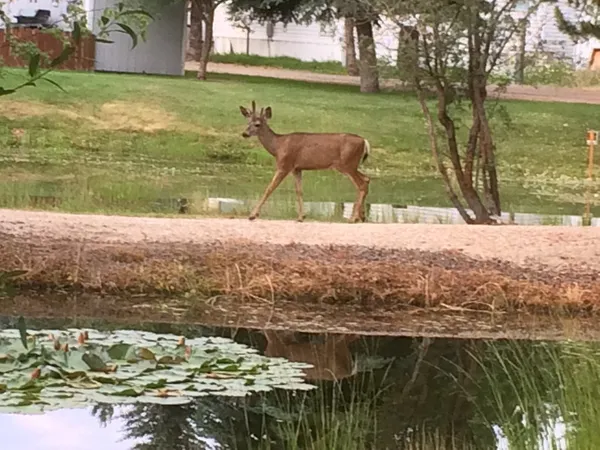 $218,999 | Undisclosed Address, Cascade, ID 83611