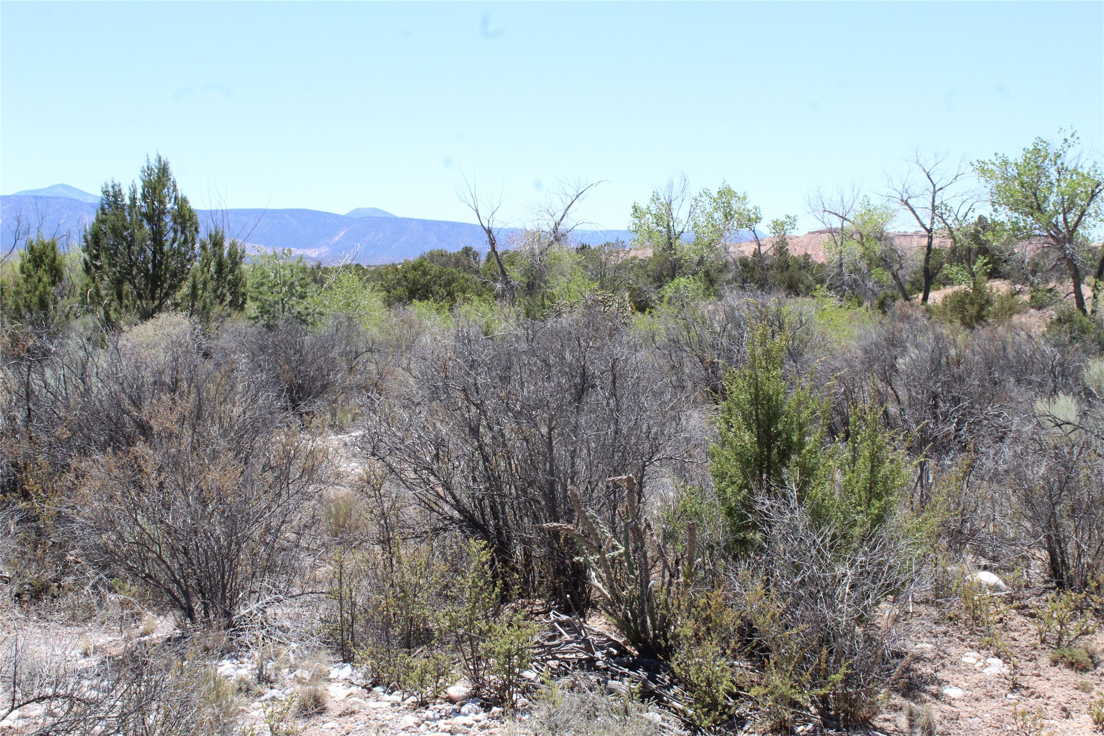 Tbd Tbd Bean Creek Road Abiquiu, NM 87510 - Photo 19 of 22 EL RITO CREEK
