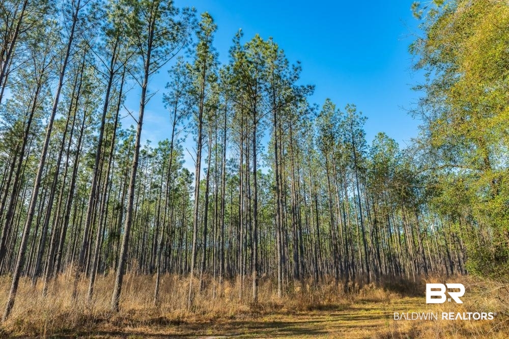 0 Private Road Millry, AL 36558 - Photo 46 of 50