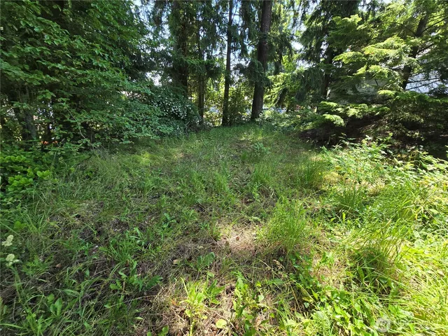a view of a lush green forest