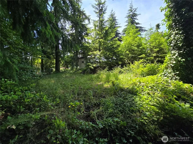 a view of a lush green forest