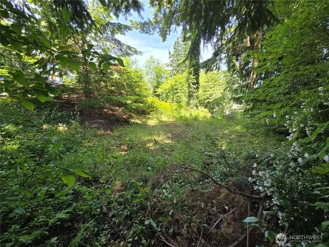 a view of a tree in a yard