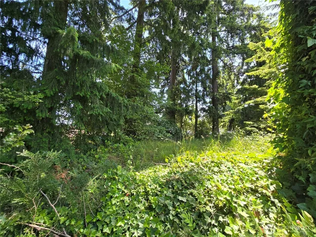 a view of a lush green forest