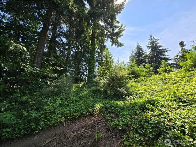 a view of a lush green forest with lots of trees