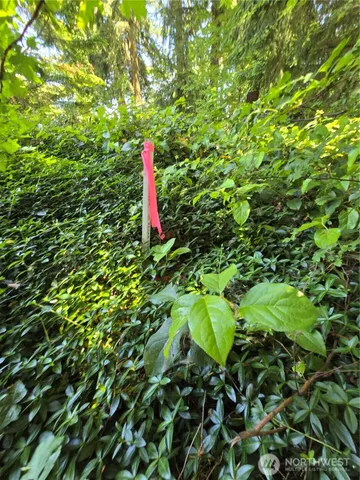 a backyard of a tree