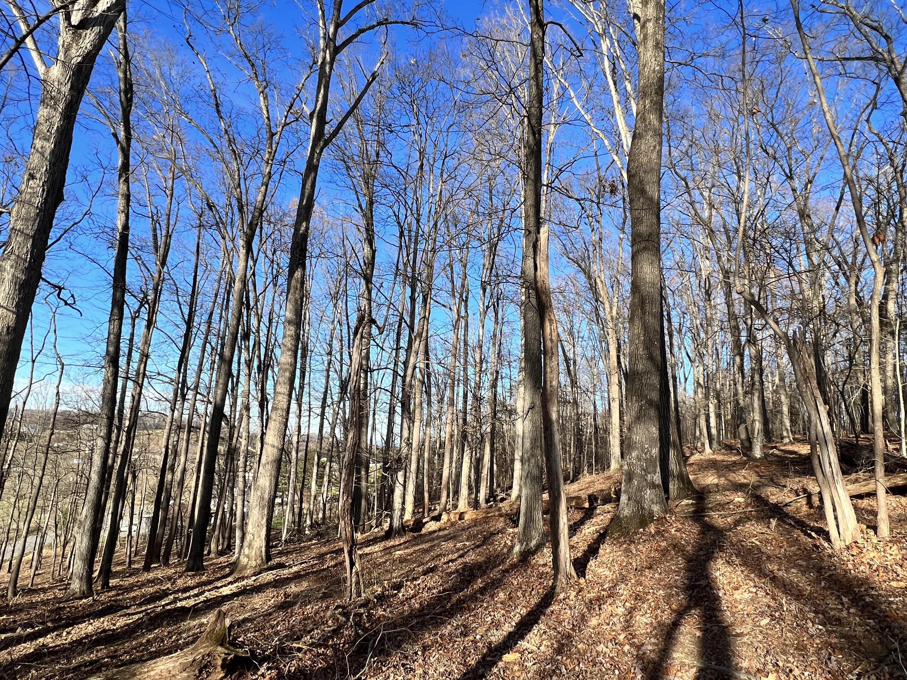9 Booher Road, Unit 9 Jonesborough, TN 37659 - Photo 6 of 12 B049C229-727F-414B-86BA-050908316E02