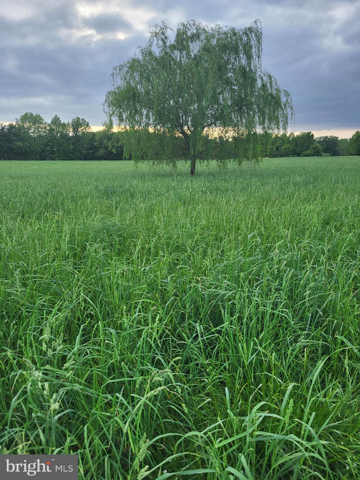 679 Oak Hill School Road Townsend, DE 19734 - Photo 47 of 50 a view of yard with green space