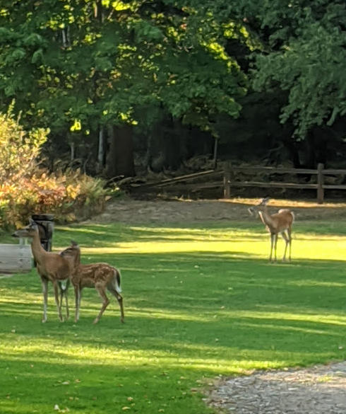 8980 Bayview Road Onekama, MI 49675 - Photo 21 of 45 Deer in the Back Yard of Cottage