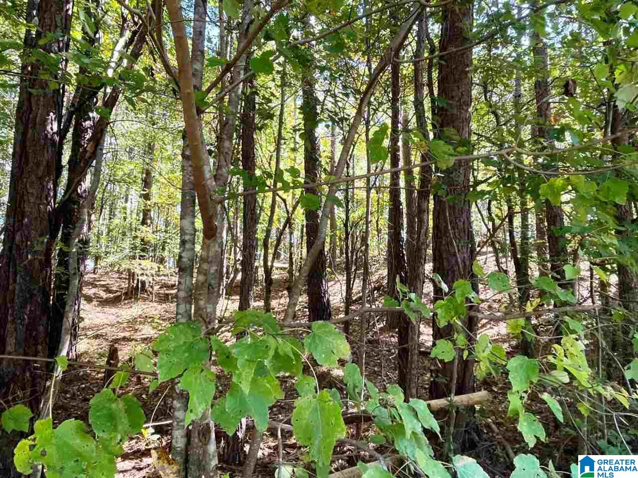 Blair Road, Unit 3 99 Ashland, AL 36251 - Photo 4 of 6
