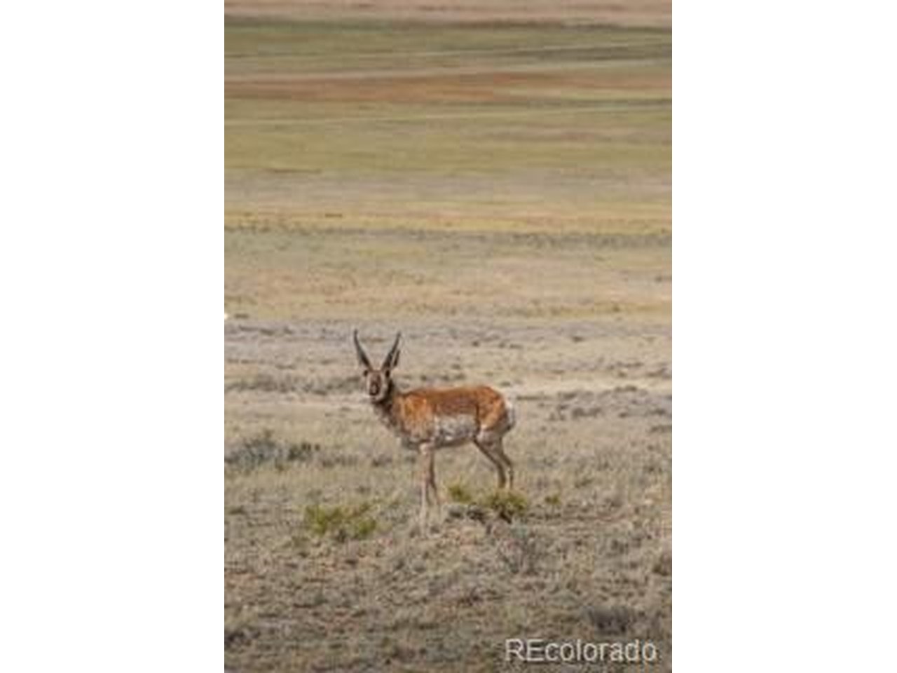 33185 9th Hartsel, CO 80449 - Photo 16 of 17 Pronghorn on ranch