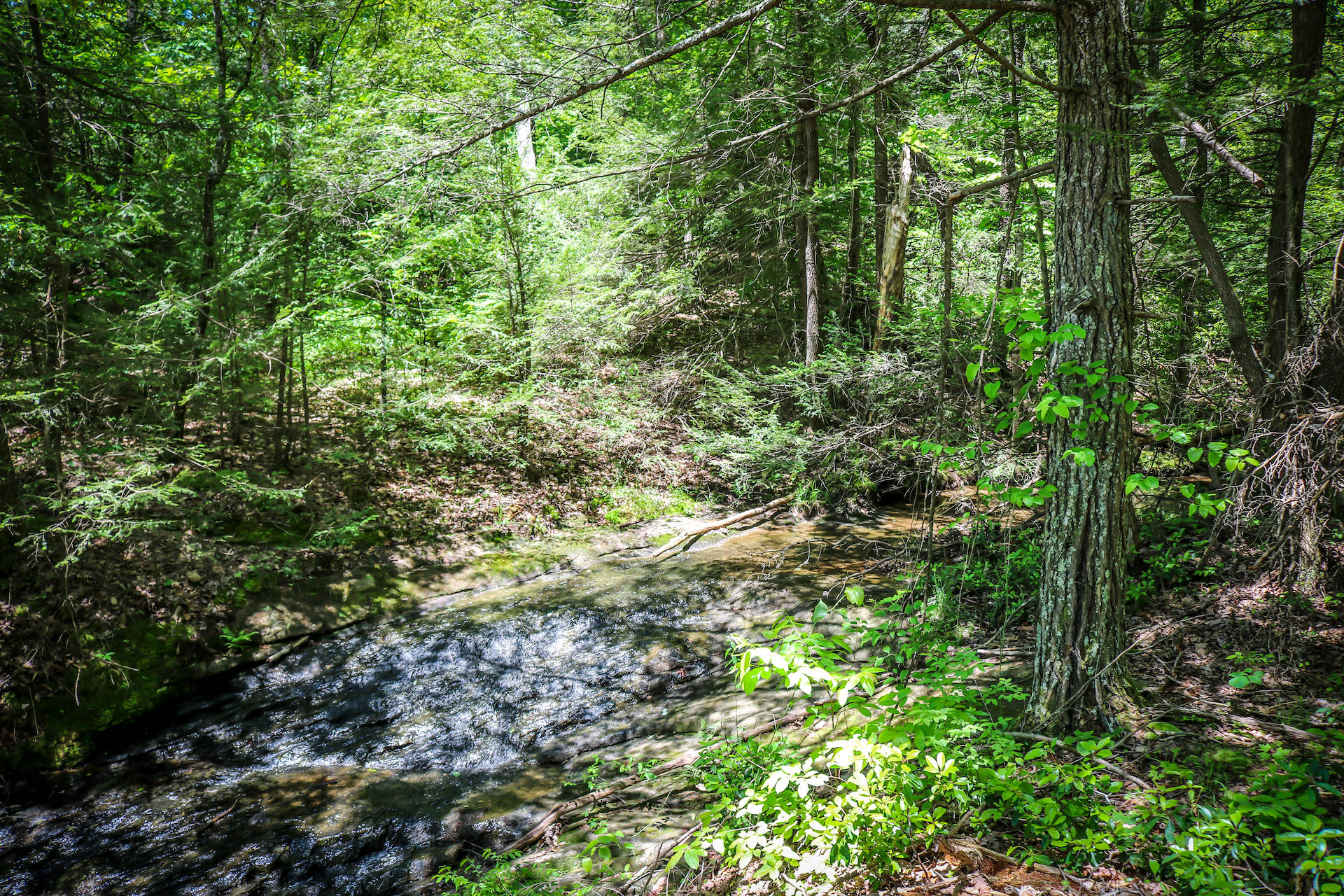Cliff Park Road Road, Unit 8 Monterey, TN 38574 - Photo 6 of 14 IMG_3090