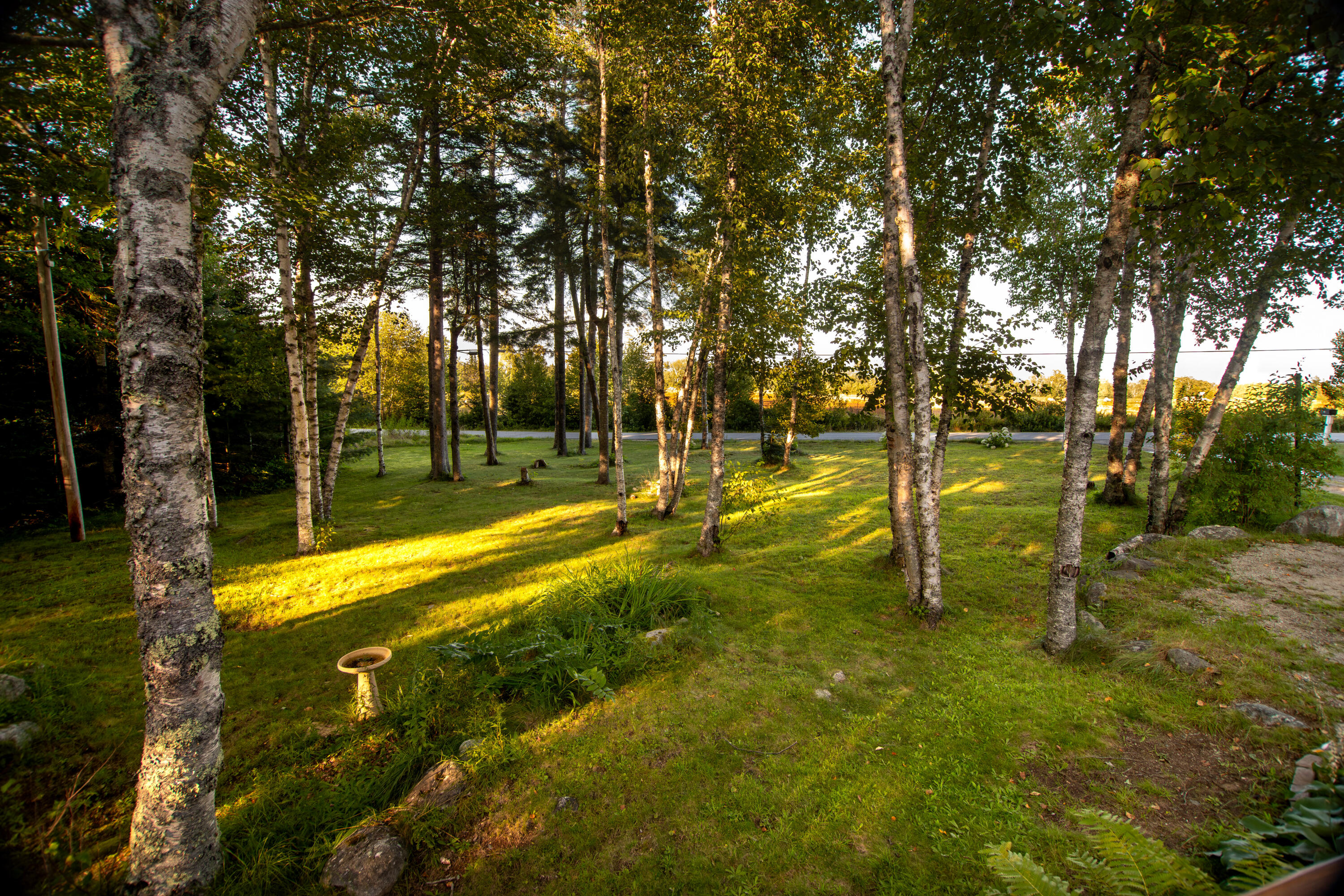 259 Flye Point Road Brooklin, ME 04616 - Photo 10 of 65 259 Flye Point 1-14