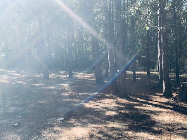 284 County Road 3405 Cleveland, TX 77327 - Photo 22 of 22 a view of a yard with trees