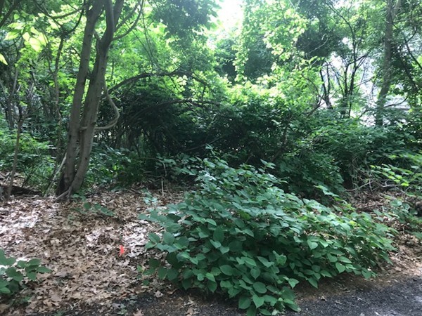 0 Gresham Street Springfield, MA 01119 - Photo 4 of 6 Gallery Image 4