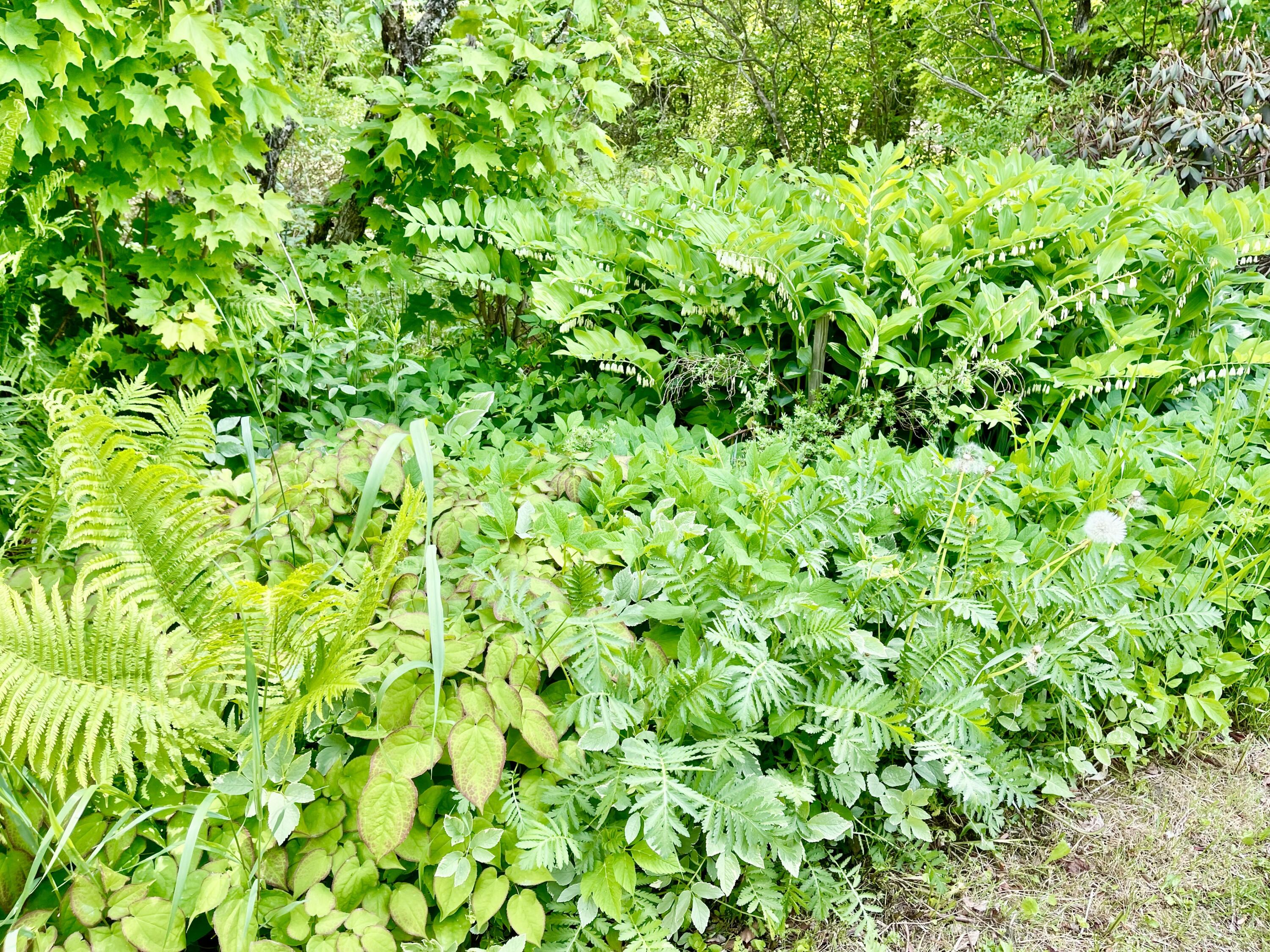 25 Day Road Garland, ME 04939 - Photo 39 of 92 Plants