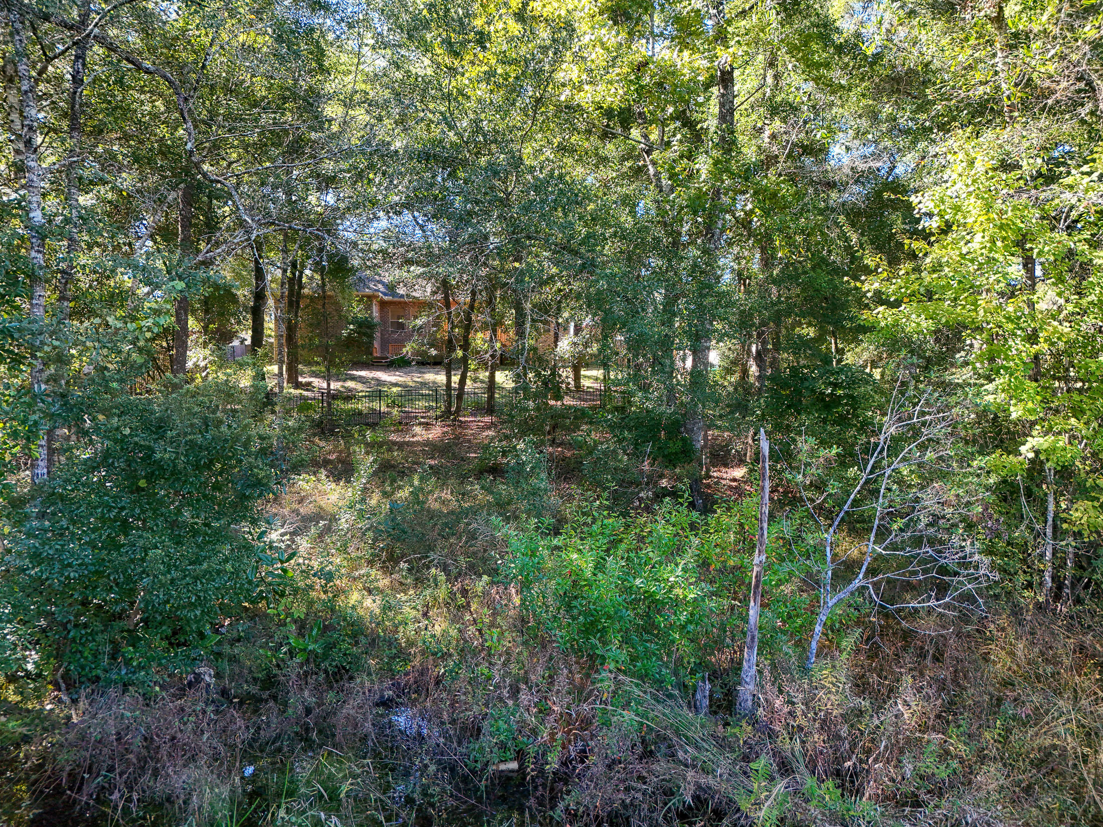446 Mango Lane Freeport, FL 32439 - Photo 54 of 73 a view of a forest with trees in the background
