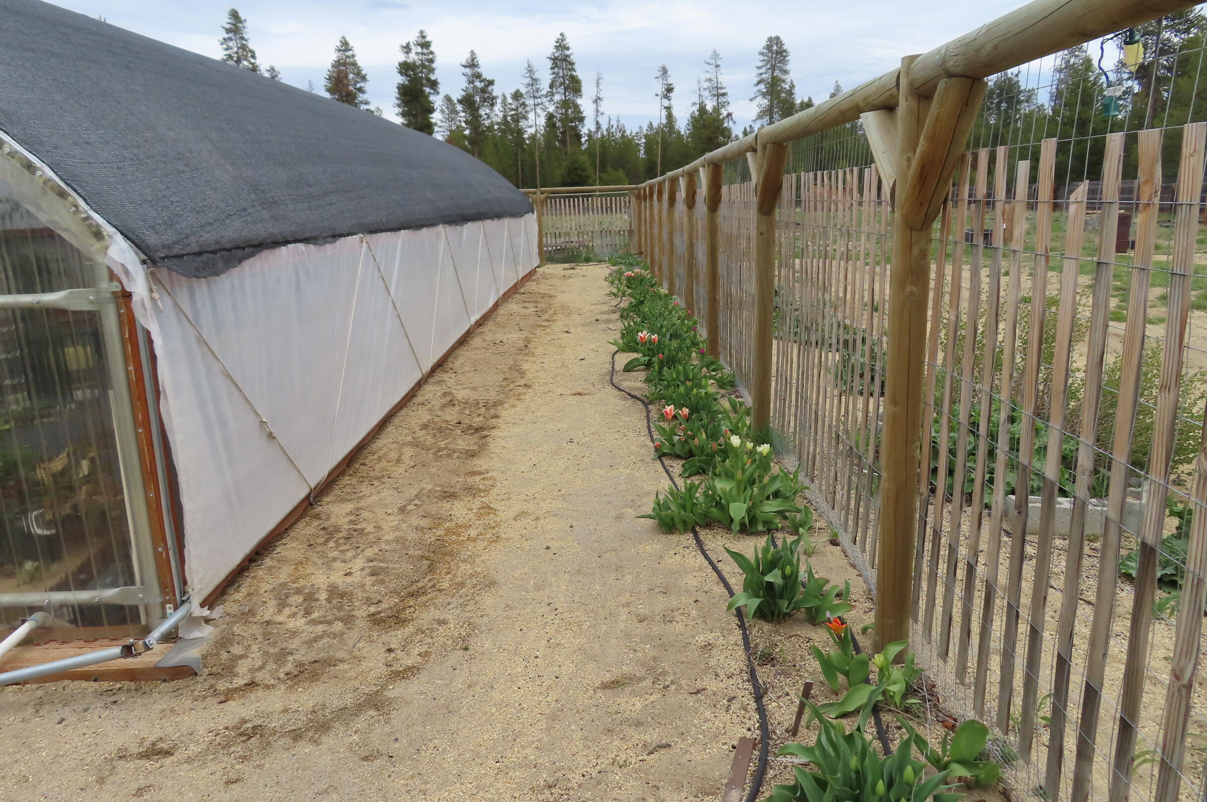 51240 Dianne Road La Pine, OR 97739 - Photo 21 of 45 Tulips boarder the green house fence