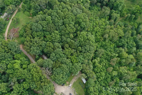 a view of a lush green forest