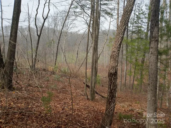 a view of a forest with trees in the background