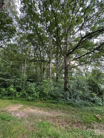 a view of a lush green forest