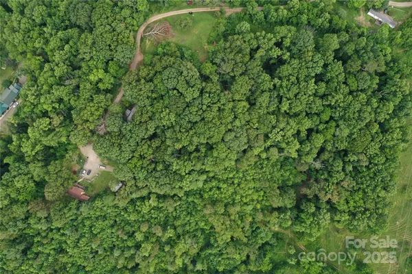 a view of a forest with lots of trees