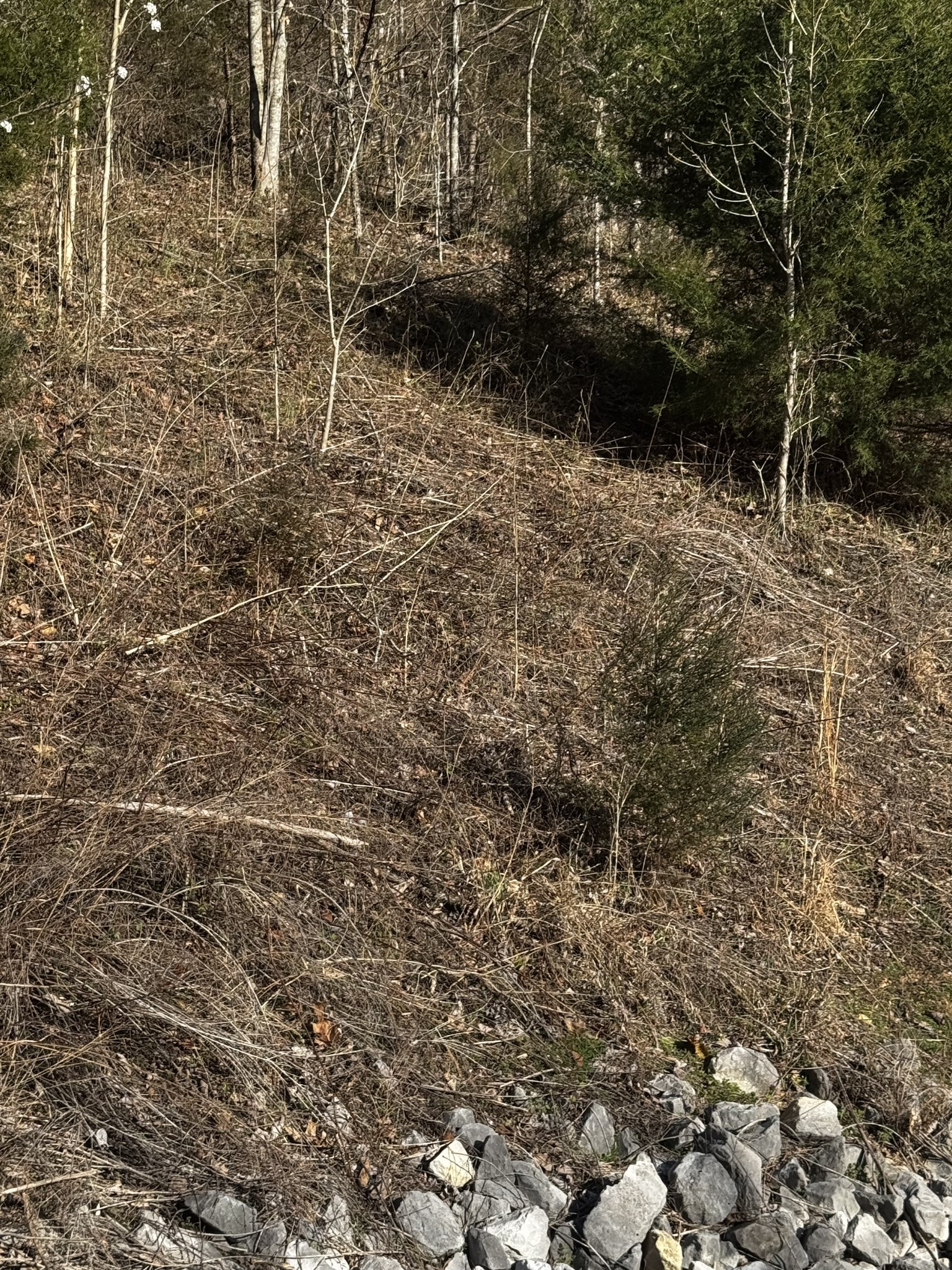 92 Shoreside Drive Smithville, TN 37166 - Photo 2 of 3 a view of a backyard