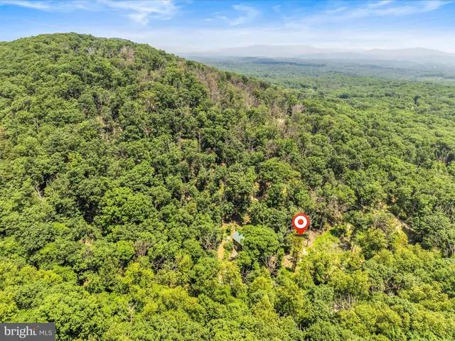 a view of a big yard with plants and large trees