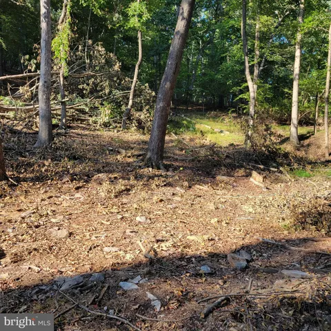 a view of a yard with trees