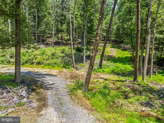 a view of a yard with plants and large trees