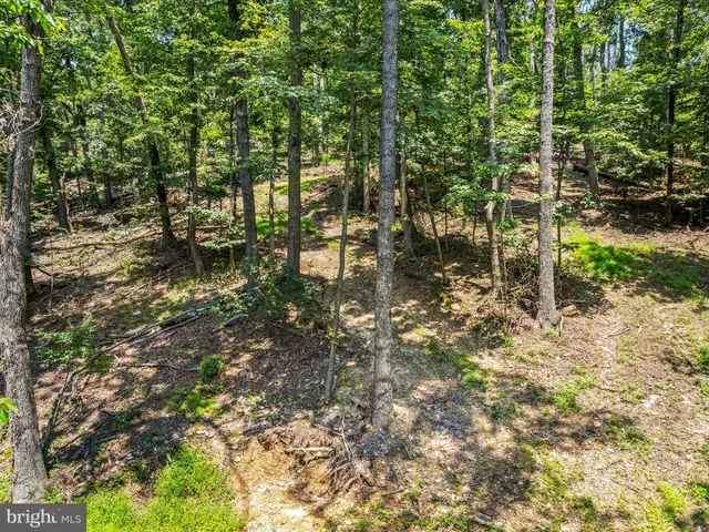 a backyard of a house with lots of plants and large trees