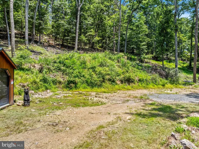 a view of a yard with plants and large trees