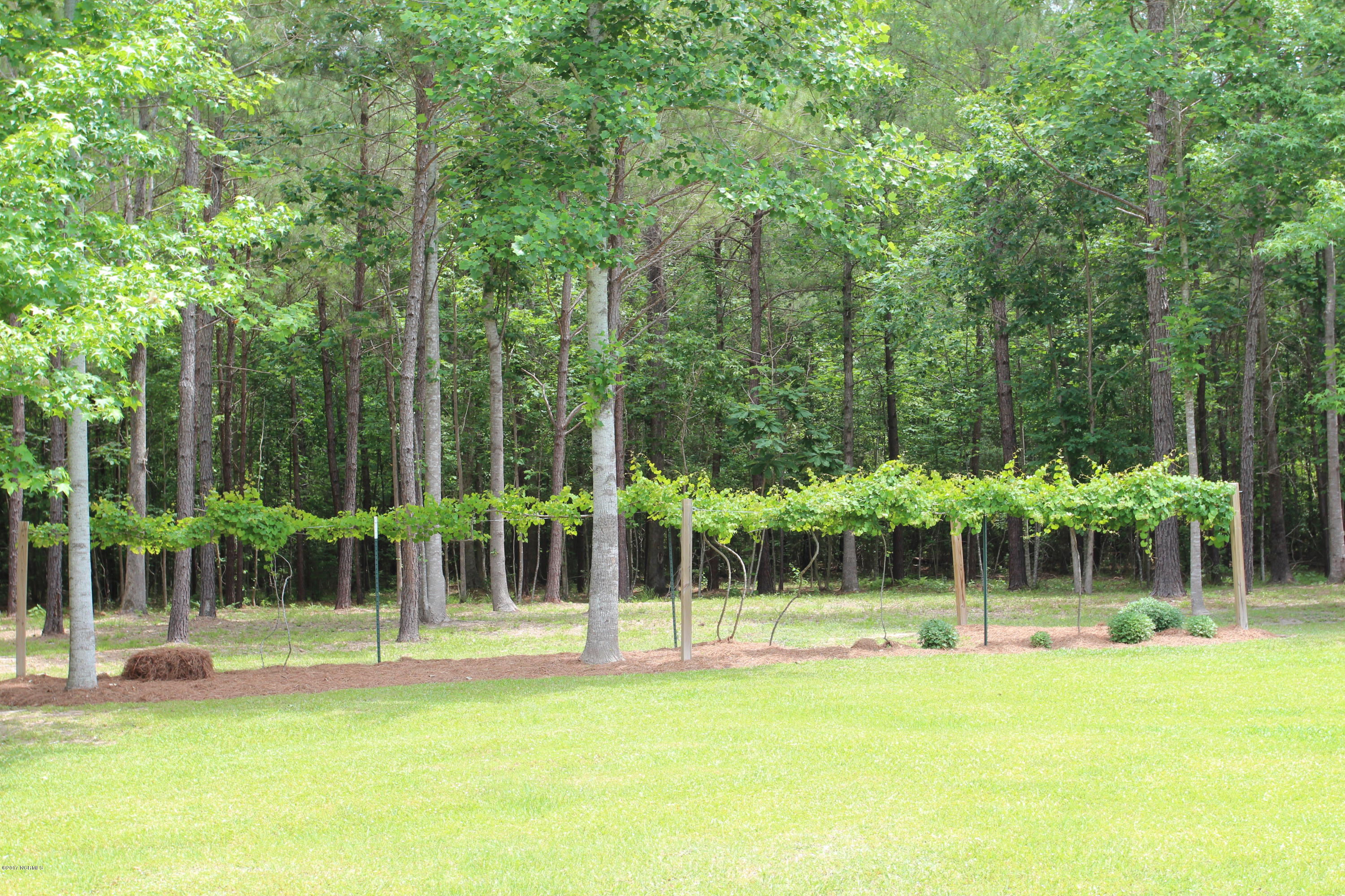 102 Deep Creek Road Chocowinity, NC 27817 - Photo 27 of 50 Grapevine growing in your own backyard!