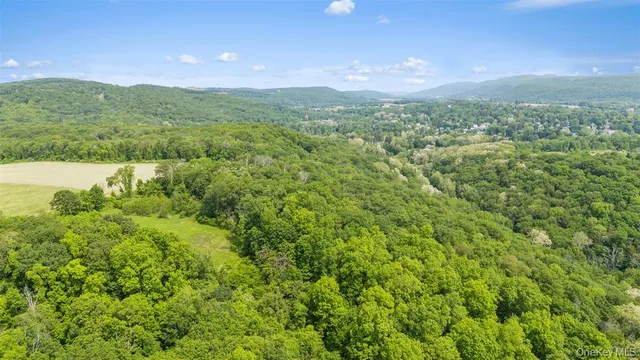 a view of a lush green forest