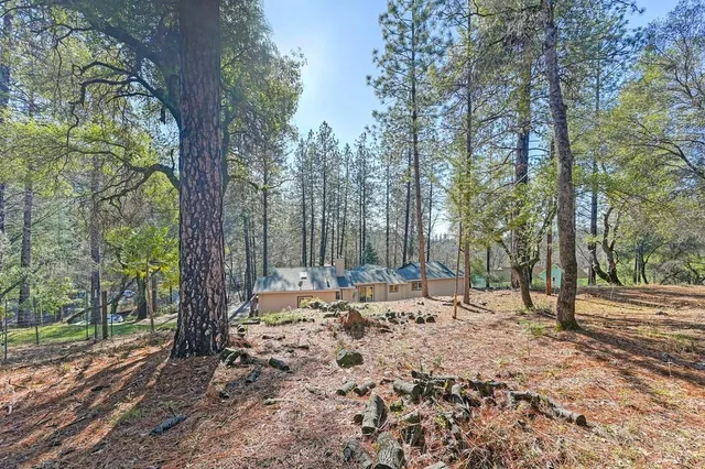 a view of a tree in the middle of a yard