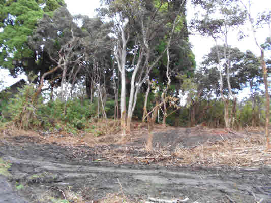 2 Old Volcano Road Volcano, HI 96785 - Photo 2 of 12 a view of a yard with plants and trees