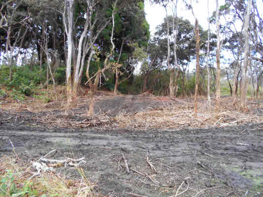 2 Old Volcano Road Volcano, HI 96785 - Photo 4 of 12 a view of a yard with trees