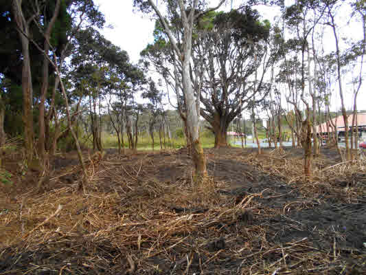 2 Old Volcano Road Volcano, HI 96785 - Photo 6 of 12 a view of outdoor space with trees