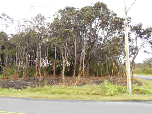 2 Old Volcano Road Volcano, HI 96785 - Photo 8 of 12 a view of swimming pool with a yard and trees