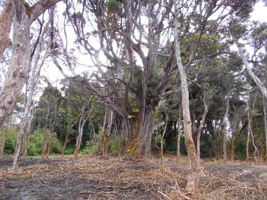 2 Old Volcano Road Volcano, HI 96785 - Photo 9 of 12 a backyard of a house with lots of trees