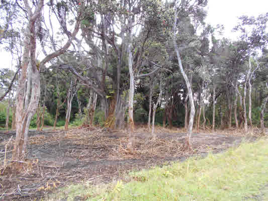 2 Old Volcano Road Volcano, HI 96785 - Photo 10 of 12 a backyard of a house with lots of green space