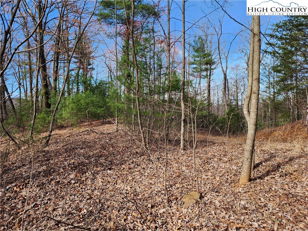 Deer Run Purlear, NC 28665 - Photo 3 of 15 a view of a forest filled with trees