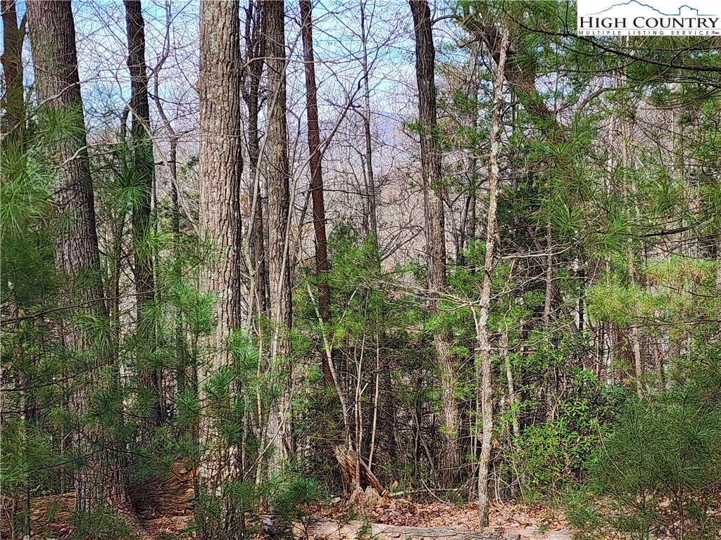 Deer Run Purlear, NC 28665 - Photo 6 of 15 a view of forest